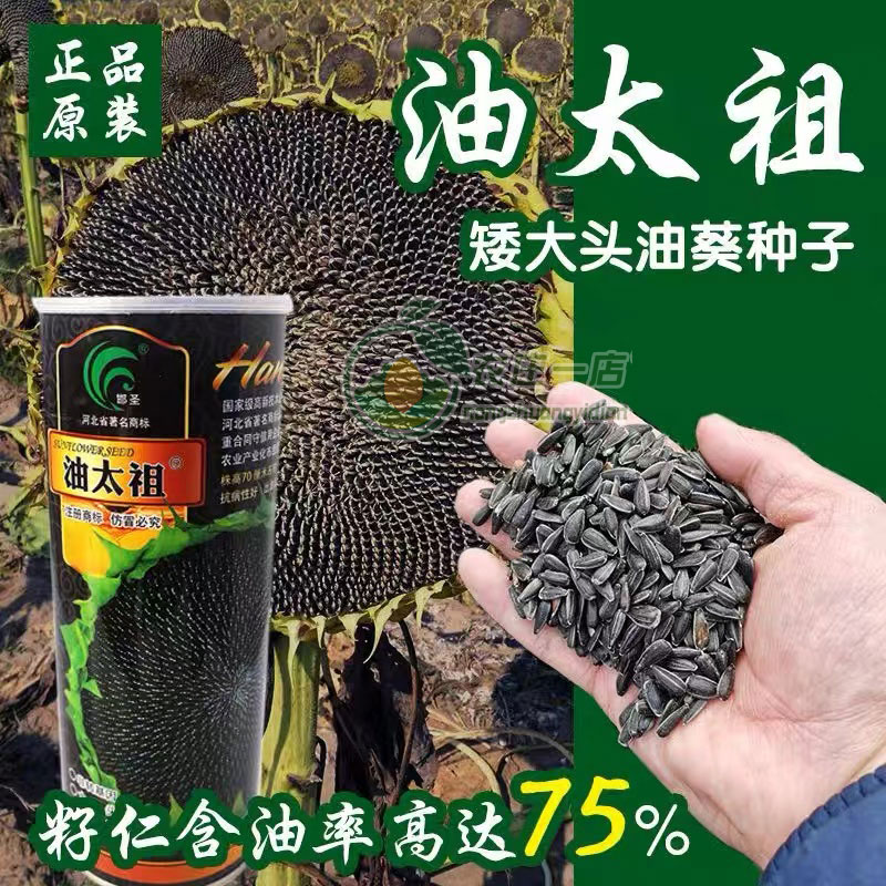 油葵种子高出油率榨油打油专用籽