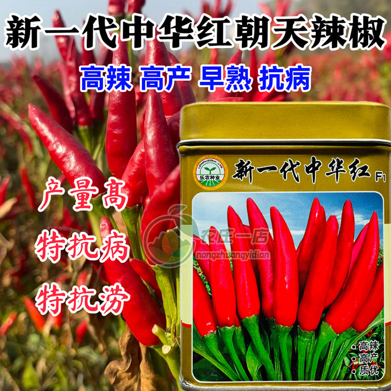 中华红朝天椒种子籽杂交高辣高产