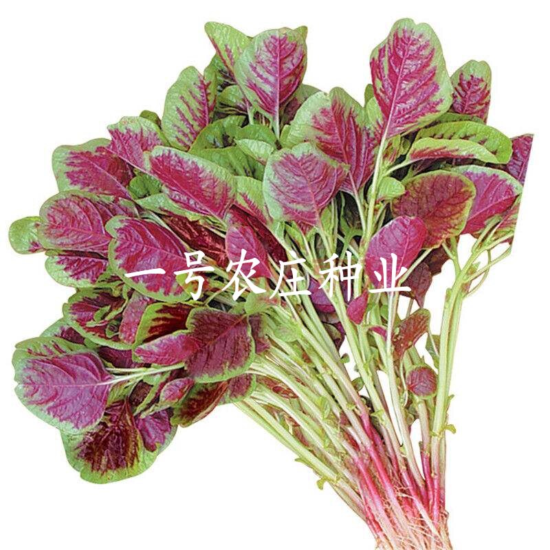 苋菜种籽籽种子种孑一点红青白绿菜盆栽汉菜蔬菜种子菜种春季四季