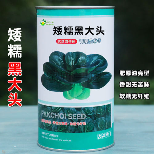 甜糯黑大头青菜种子耐寒苏州青种