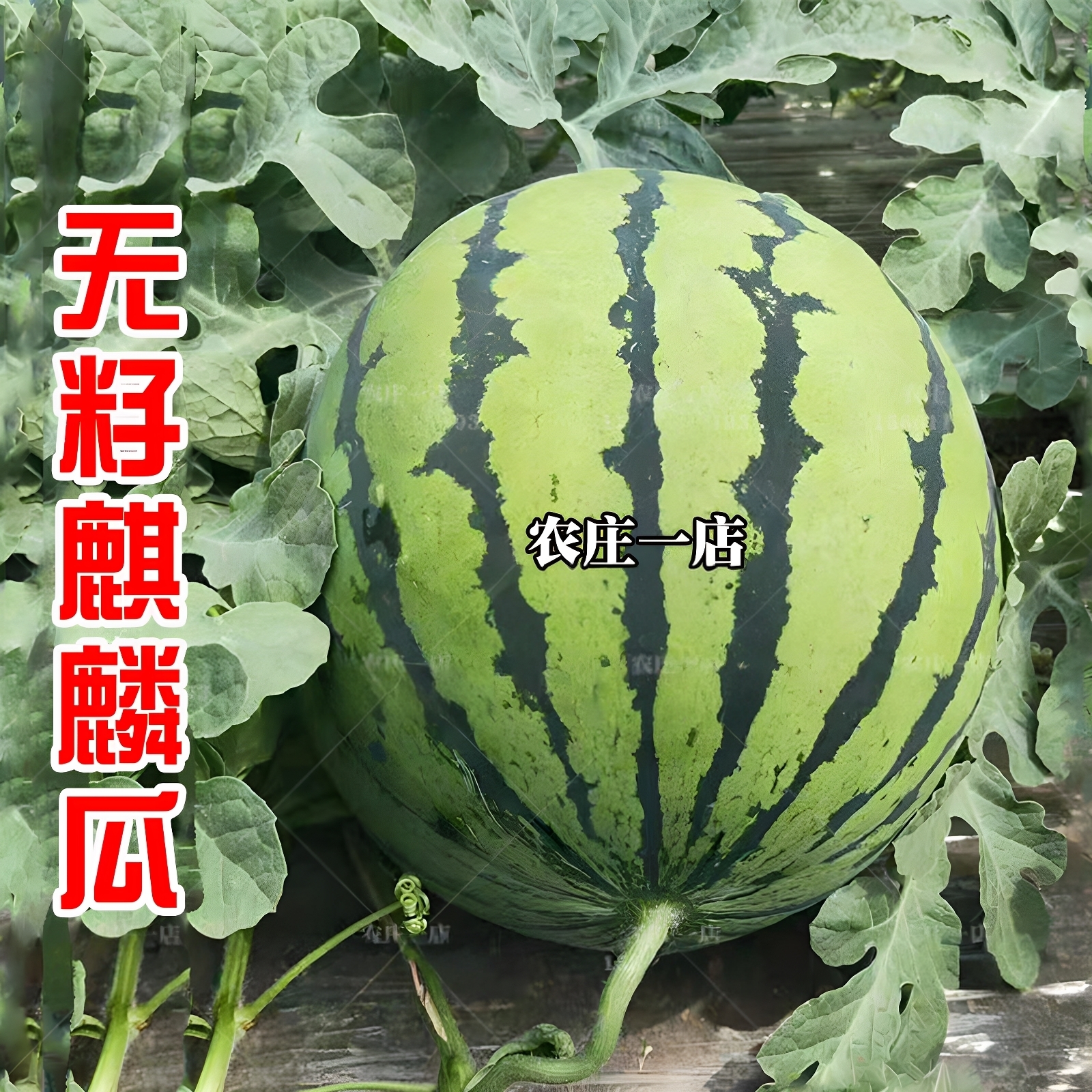 无籽麒麟西瓜种籽高产苗四季水果