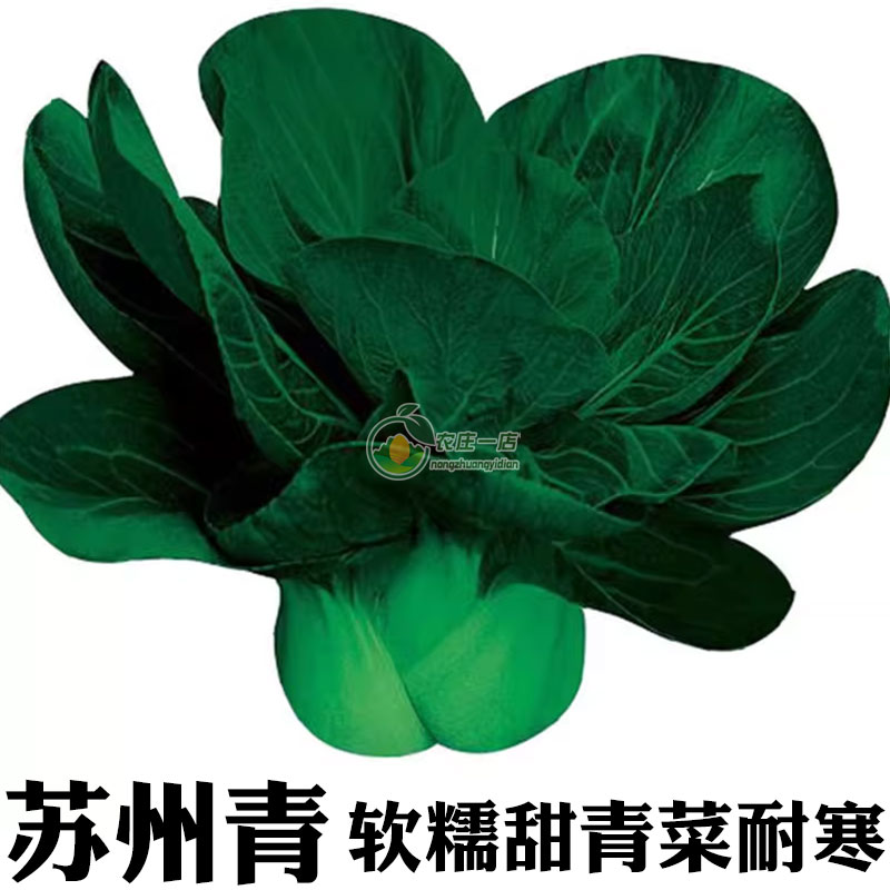 青菜种籽大全耐寒秋冬蔬菜四季播