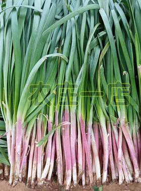 独根红韭菜种子四季紫根雪韭王韭菜种籽菜农专用菜种根苗蔬菜种孑