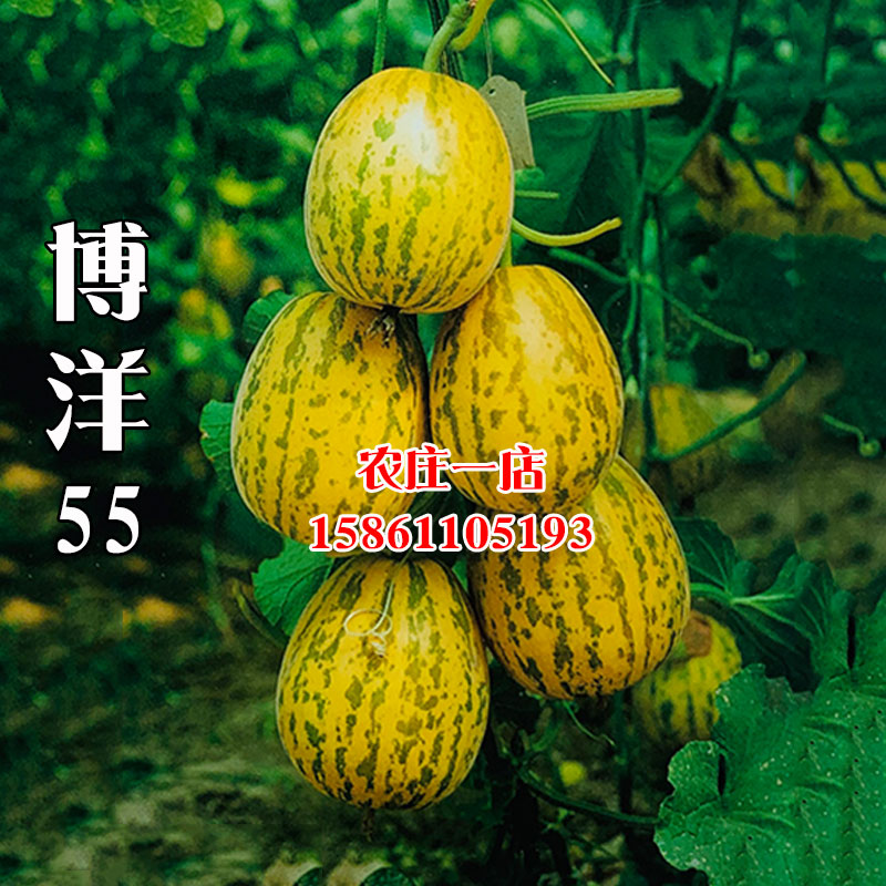 博洋55薄皮甜瓜种子大全香瓜甜瓜种籽四季春季早熟孑正品基地专用