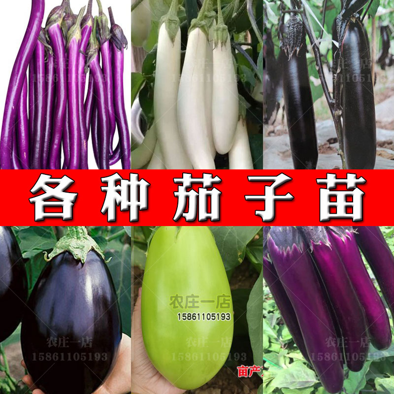 青黑大全辣椒春季白色杭茄一号