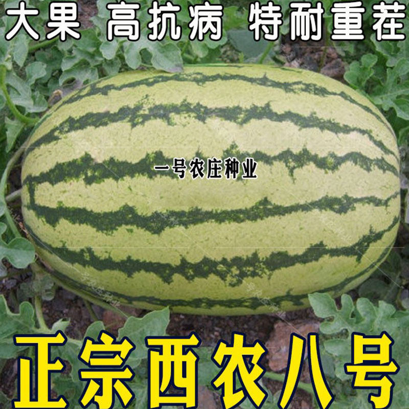 抗重茬西农八号西瓜种籽种特大懒汉麒麟阳台高产巨型西瓜种子孑