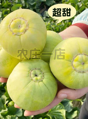 日本甜宝甜瓜种籽籽特大正品春季四季种孑水果种子超甜西瓜香瓜籽