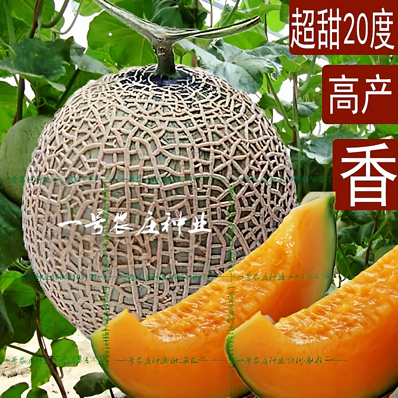 新疆网纹哈密瓜种子四季播水果哈蜜瓜甜瓜香西瓜阳台蔬菜种籽正品