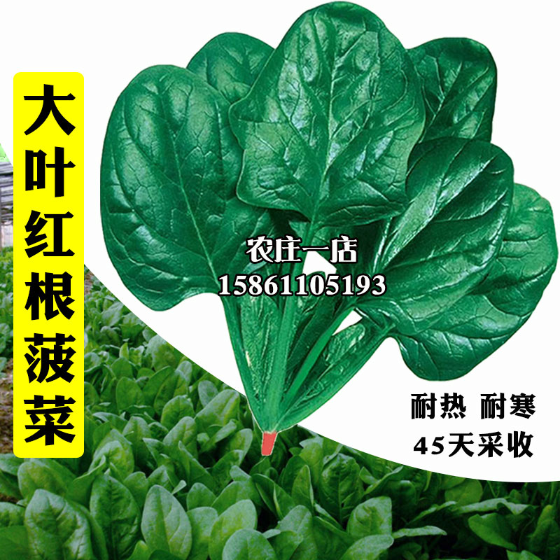 大叶红根菠菜种籽圆叶老菠菜种子