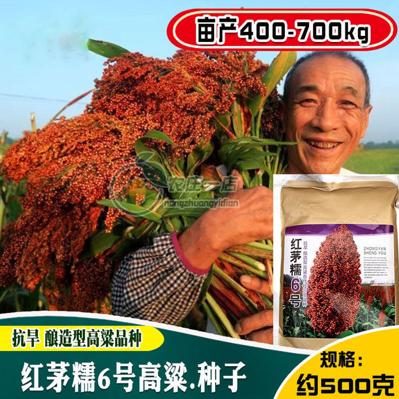 红茅糯高粱种子大田高产抗旱酿酒