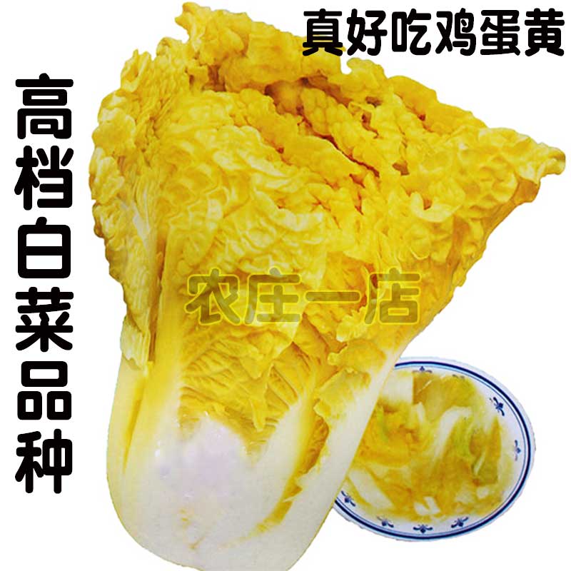 黄心大白菜种籽鸡蛋黄冬抗病高产