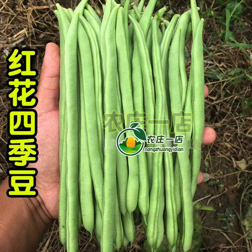 红花四季豆种子四季播无架地豆角