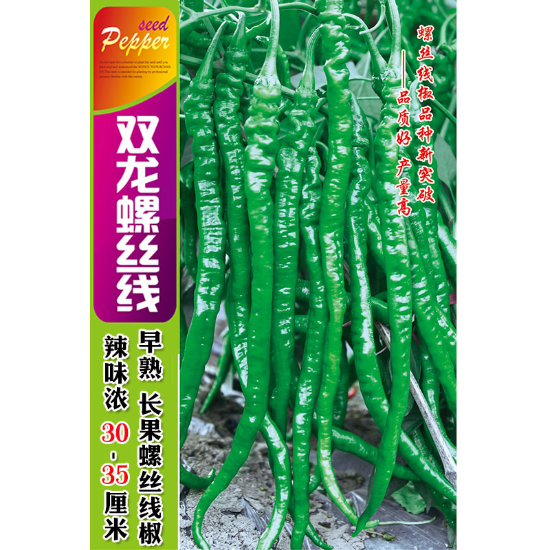 超辣长果螺丝线椒种子辣椒籽早熟