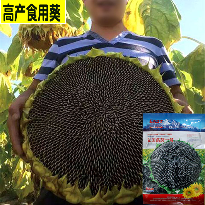 法国食用高产抗病向日葵种子花籽