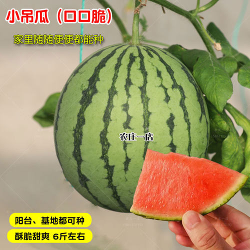 口口脆小吊西瓜西瓜种子种籽8424