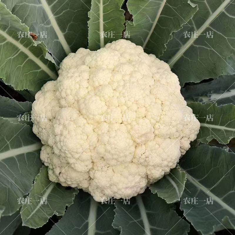 松花菜种子台湾高产杂交