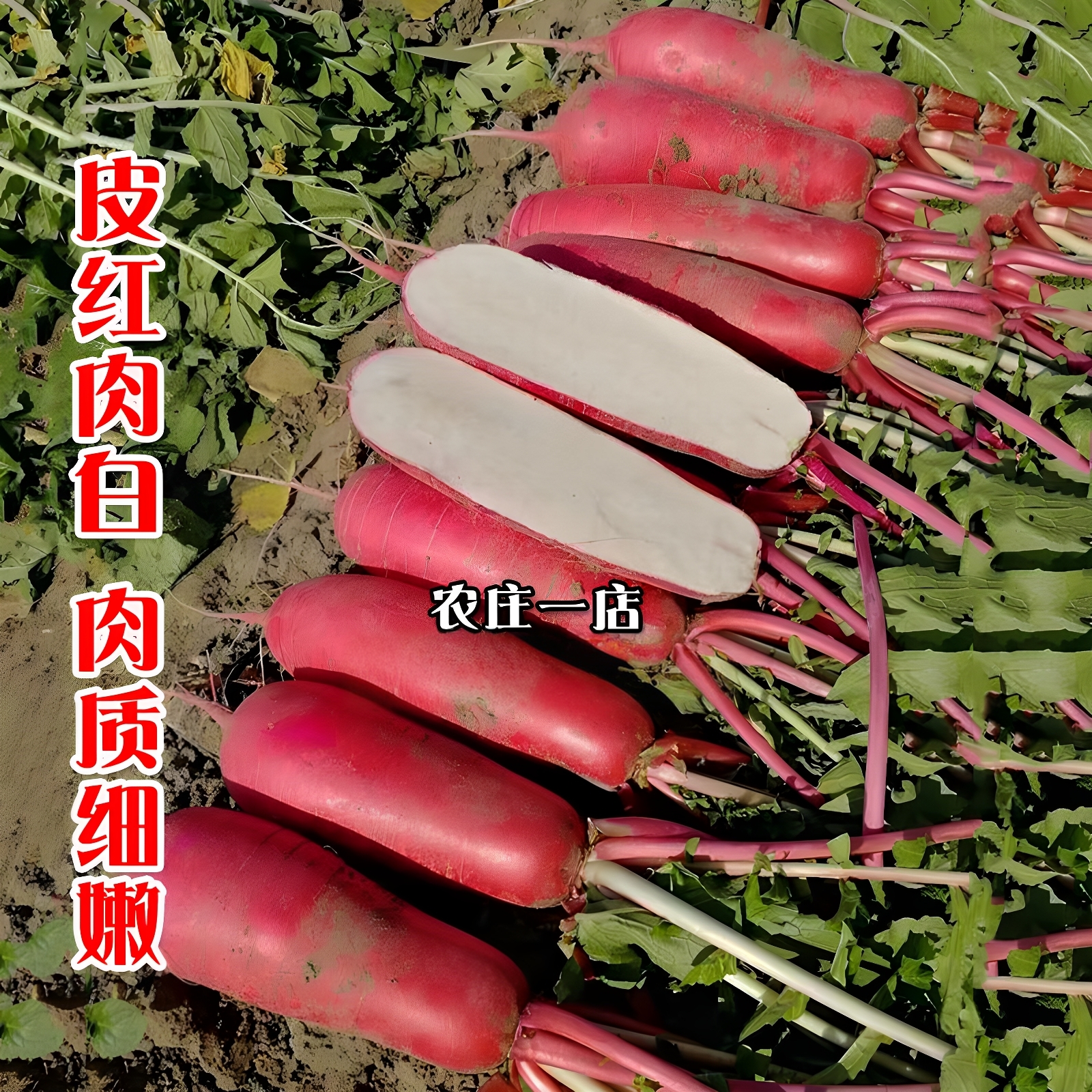 农家红皮白心萝卜种子秋播蔬菜籽