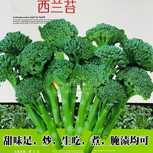 西兰苔种子甜杆耐寒冻西洋芥兰籽
