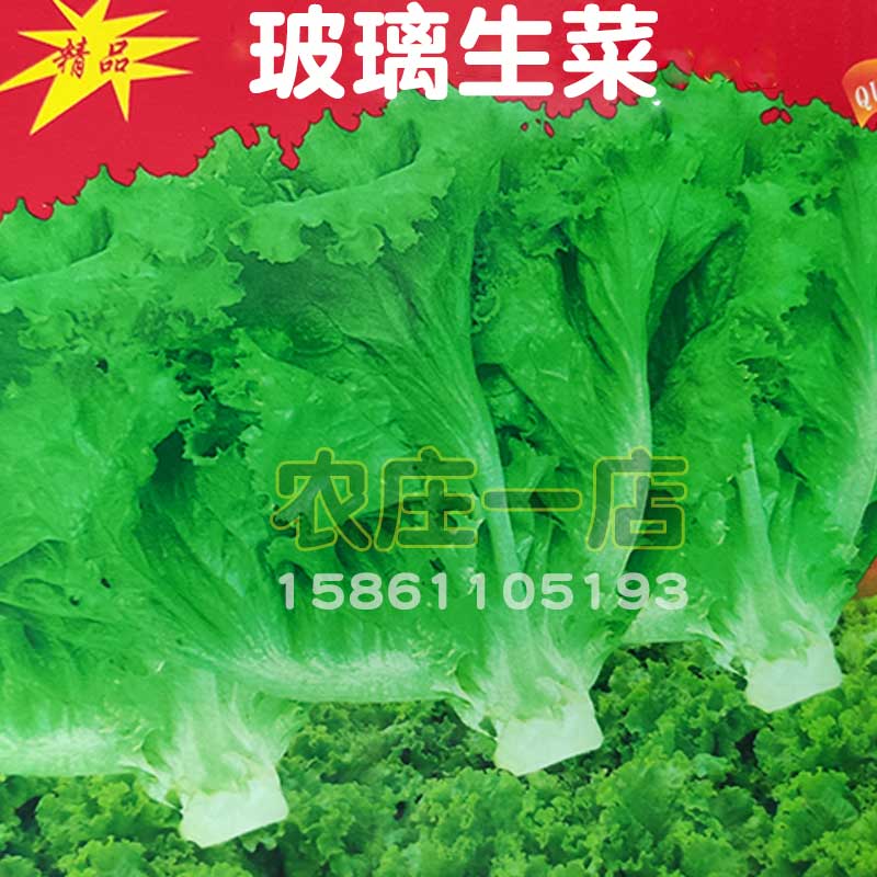 脆甜玻璃生菜种子沙拉青菜脆嫩品种春播夏播蔬菜种籽四季播生菜孑