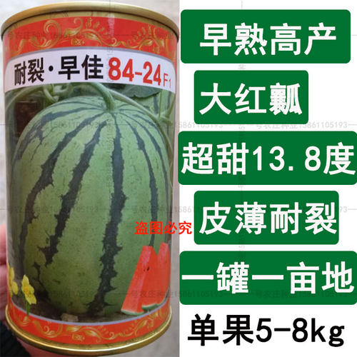 早佳8424西瓜种籽麒麟西瓜种子