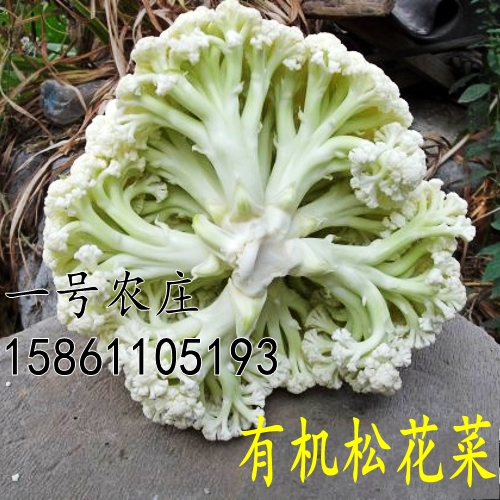 松花菜种子台湾有机花菜种籽散青梗花椰菜春秋季高产杂交蔬菜种孑 一号农庄种业 淘优券 松花菜种子台湾有机花菜种籽散青梗花椰菜春秋季高产杂交蔬菜种孑 一号农庄种业 淘优券