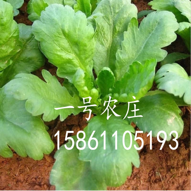 蔬菜种子耐热夏季大叶茼蒿