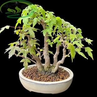 丛林唐枫盆景一本多杆大根盘造型漂亮耐寒好养精品枫树红叶似火