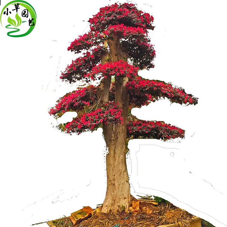 大型红花继木盆景庭院别墅区高档开花风景树 红花季木老桩檵木桩