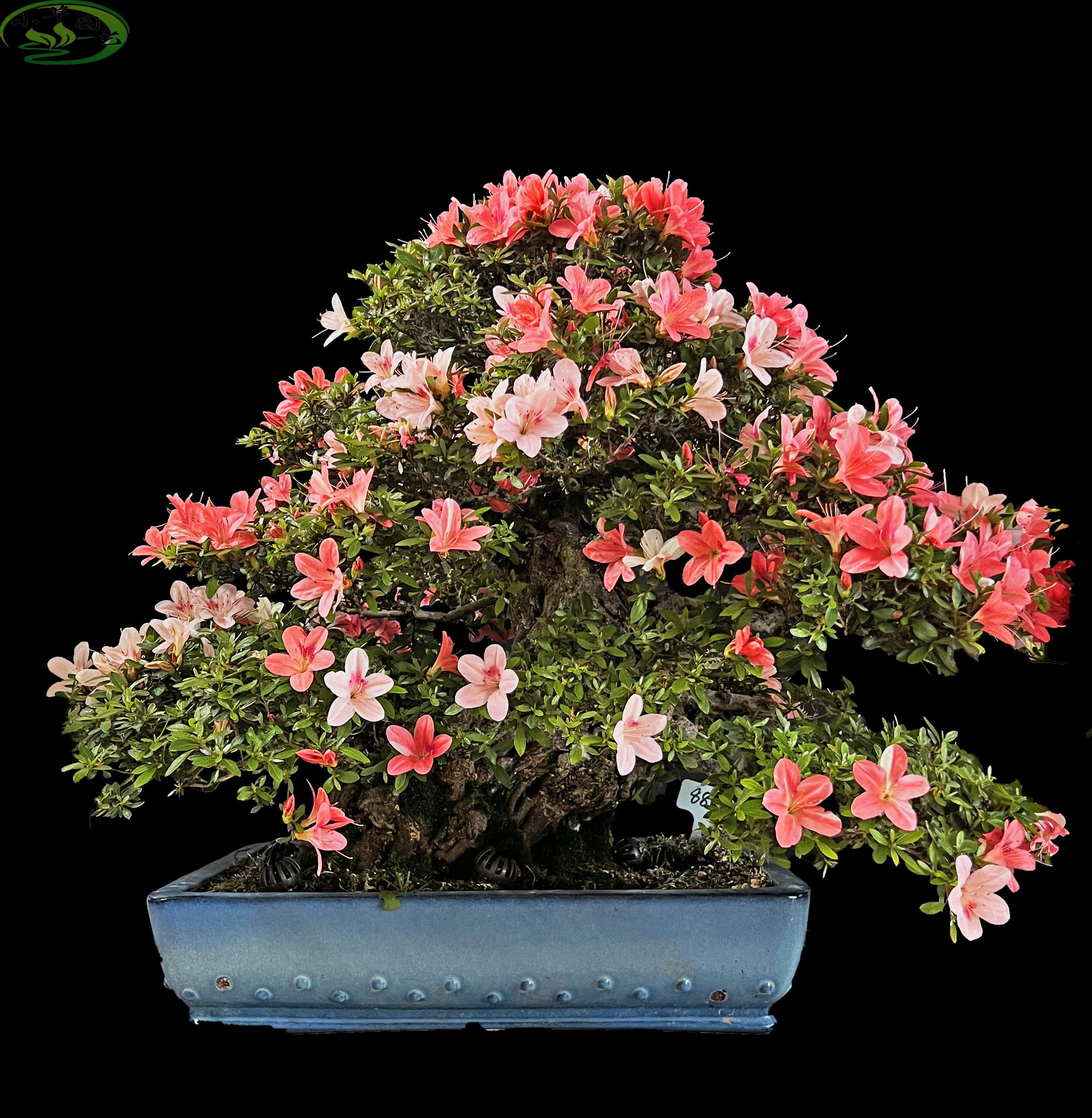 五峰之光进口精品皋月杜鹃矮霸老桩造型霸气花色艳丽四季常青耐寒