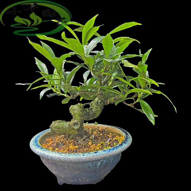 清誉栀子盆景弯度优美老气度好四季常青开花很香小精品香花类