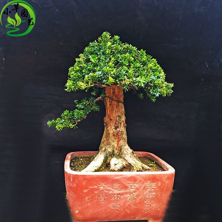 珍珠罗汉松盆景矮霸成型长青耐寒好养精品松柏可室内养护