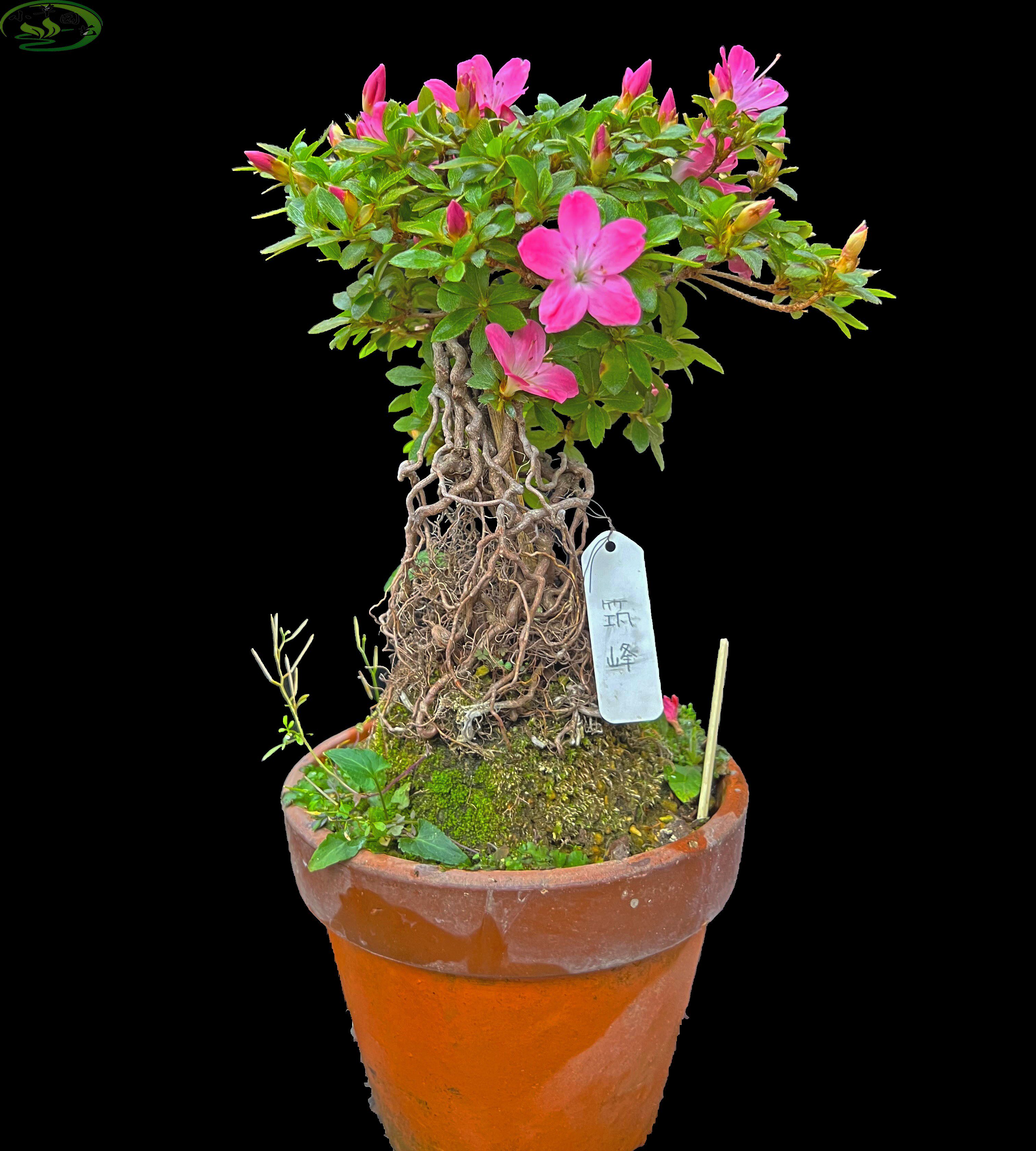 进口皋月杜鹃盆景高提根造型漂亮花开艳丽筑峰四季常青精品观花