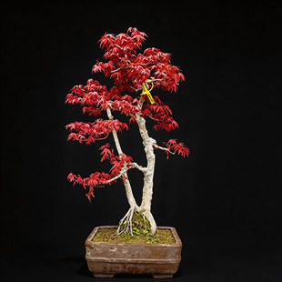 稀缺日本出猩猩红枫｜春红夏绿秋艳，新手易养，造景氛围感拉满