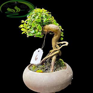 小精品雀梅盆景根艺精修剪造型漂亮耐寒好养开花结果