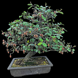 原盆原土进口精品胡秃子盆景老桩造型漂亮弯度优美硕果累累