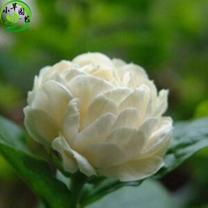 珍品大花型 超重瓣虎头茉莉正宗巴西茉莉花花苗盆栽芳香 当年开花