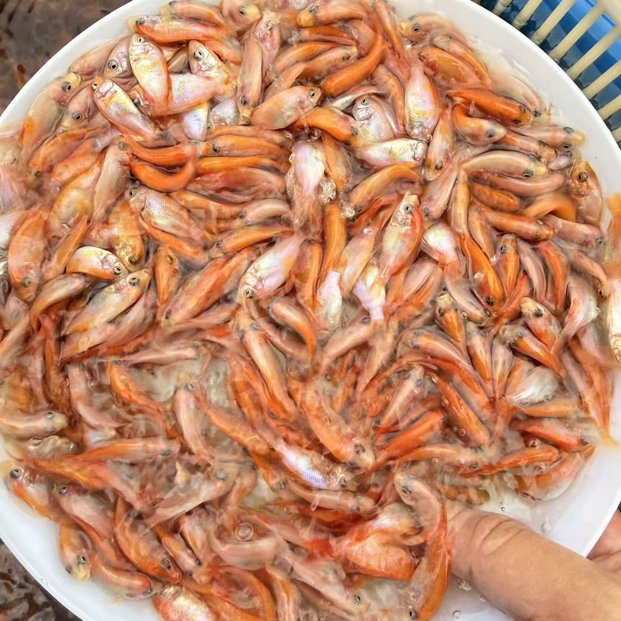 红色亲亲鱼温泉活鱼泡脚鱼疗小鱼鱼