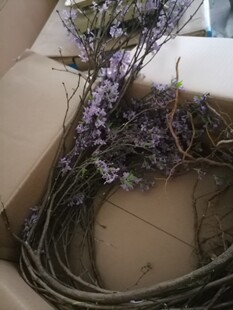 芫花树新鲜全株芫条树带根连枝整棵闷头痛花树中草药500克包邮