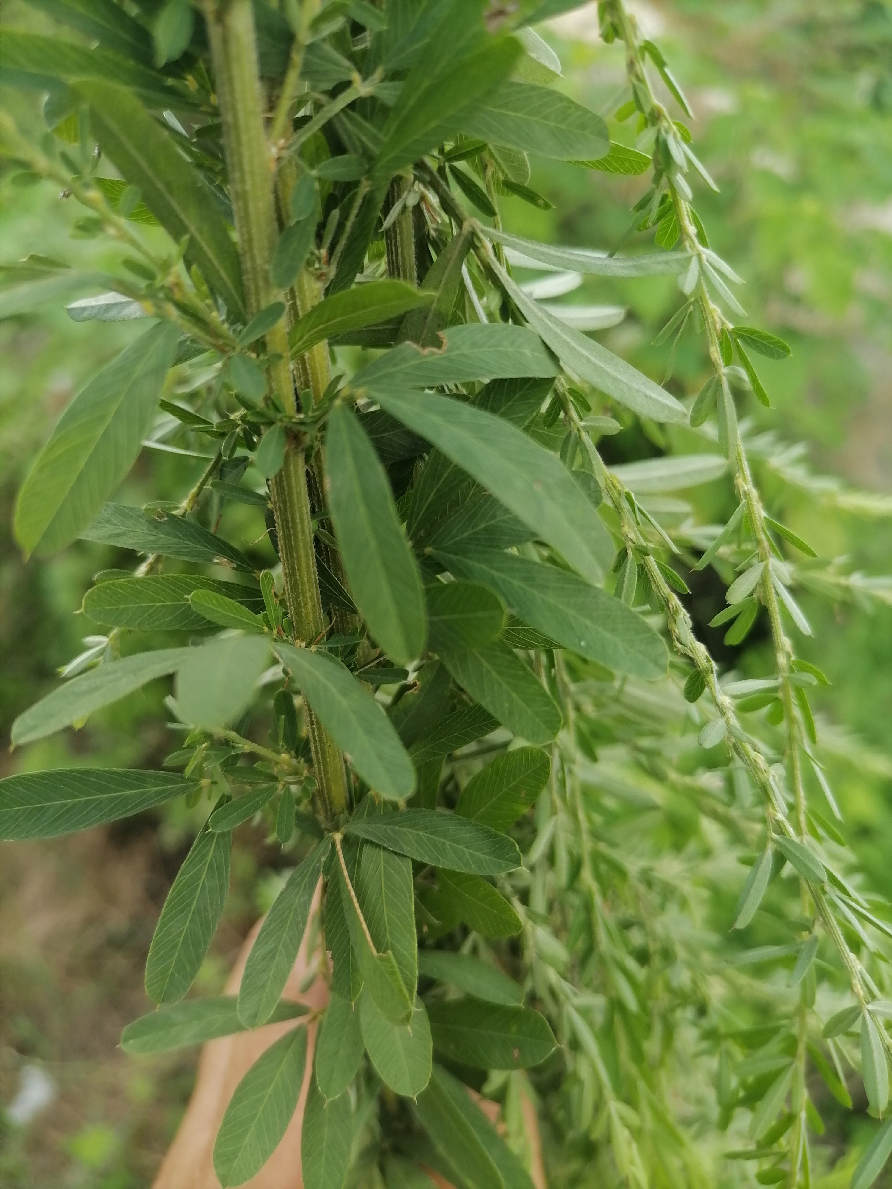 新鲜荓草全棵铁扫帚草,小种夜关门绢毛胡枝子中药材500克包邮