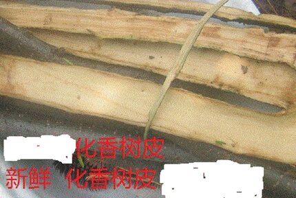 化香树皮  新鲜化香树树皮500克进大山内釆鲜皮中药材
