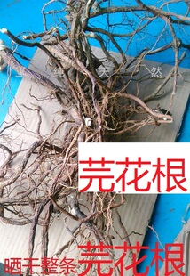 芫花根,晒干头痛花树根莞皮条根浮肿草中药材包邮