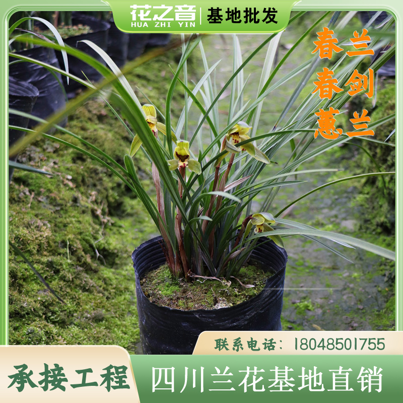 四川春兰春剑蕙兰带花苞发货清香名贵植物阳台客厅花卉基地直销 鲜花速递/花卉仿真/绿植园艺 国兰/杂交兰/洋兰类 原图主图