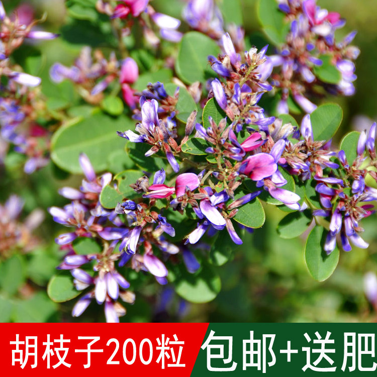 护坡花灌木种子胡枝子种子别名胡枝条扫皮随军茶四季可播