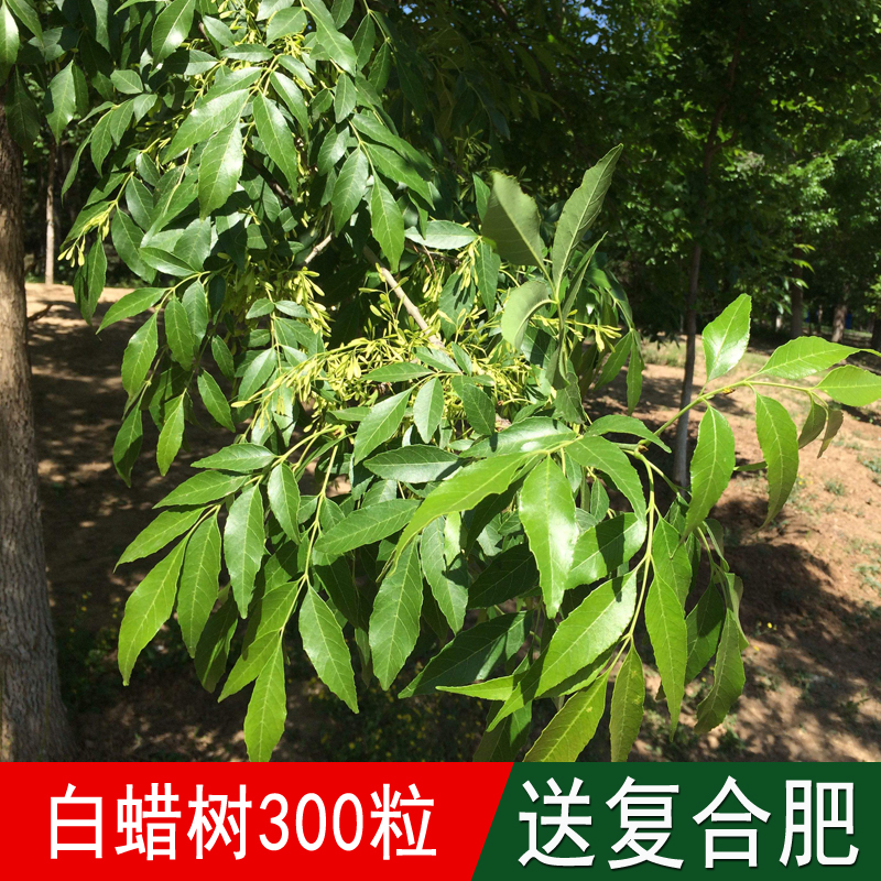 出售林木种籽白蜡种子青榔木白荆树白蜡树四季可播