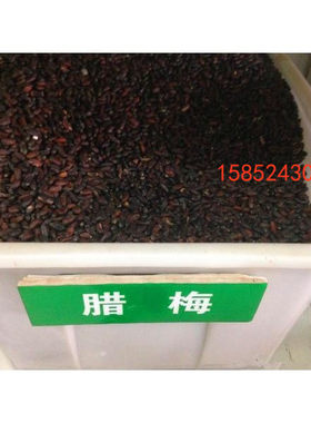 腊梅种子 梅花种子素心腊梅种子春节开花 冬季开花 耐寒花卉种子