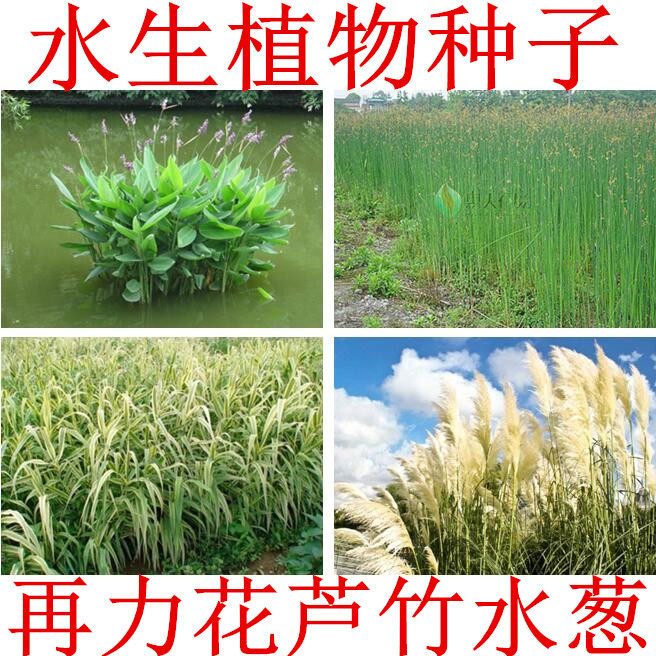 水生植物 再力花种子 睡莲籽花叶芦竹黄蒲芦苇水葱梭鱼草鸢尾种子
