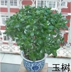 室内盆栽绿植 玉树小苗 又名燕子掌 金枝玉叶大苗 多肉植物大玉树