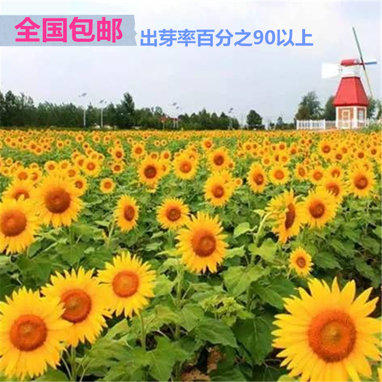 观赏向日葵种子向日葵花种子大粒高产食用瓜子种子油葵种子包邮