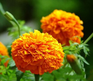 户外绿化孔雀草种子万寿菊种子臭菊花臭芙蓉全国黄花波斯菊种子