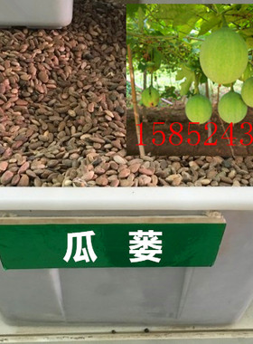 散装出售瓜蒌种子 吊瓜子种子 瓜蒌籽 苦瓜 栝楼种子 瓜楼 种子包
